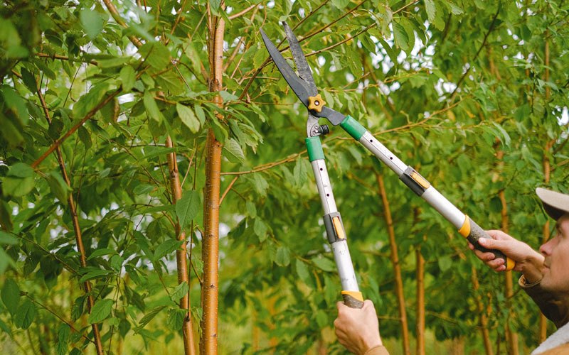 Tree trimming in Indian Valley, ID